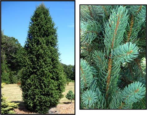 columnar norway spruce growth